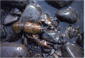 Crayfish, crawdad, mudbug