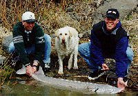 Idaho Sturgeon
